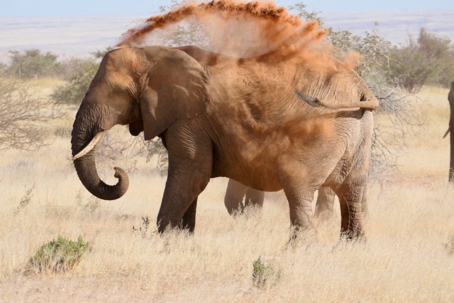 Ein Elefant wirbelt Staub auf, während er in der Savanne steht.
