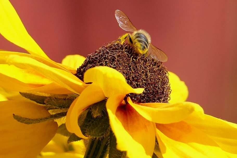 Eine Biene sitzt auf der Mitte einer Sonnenblume mit leuchtend gelben Blütenblättern.
